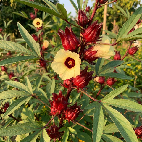 Hibiscus – 50 mg