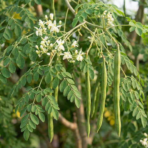 Moringa oleifera – 20 mg